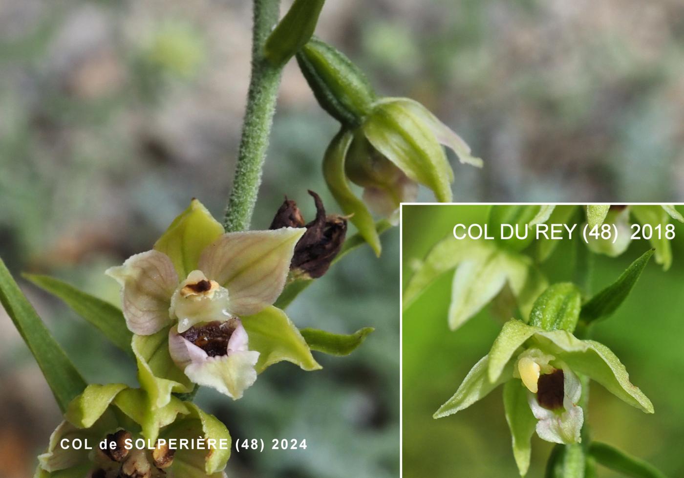 Helleborine, Narrow-lipped flower